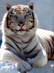 siberian-tiger-771.jpg