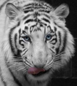 white-siberian-tiger-4.jpg